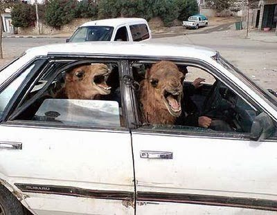 Camels_in_car.jpg