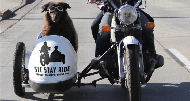 Dogs in Motorcycle Sidecars