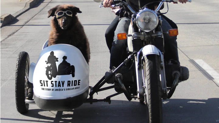 Dogs in Motorcycle Sidecars